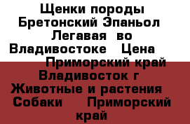 Щенки породы Бретонский Эпаньол (Легавая) во Владивостоке › Цена ­ 40 000 - Приморский край, Владивосток г. Животные и растения » Собаки   . Приморский край